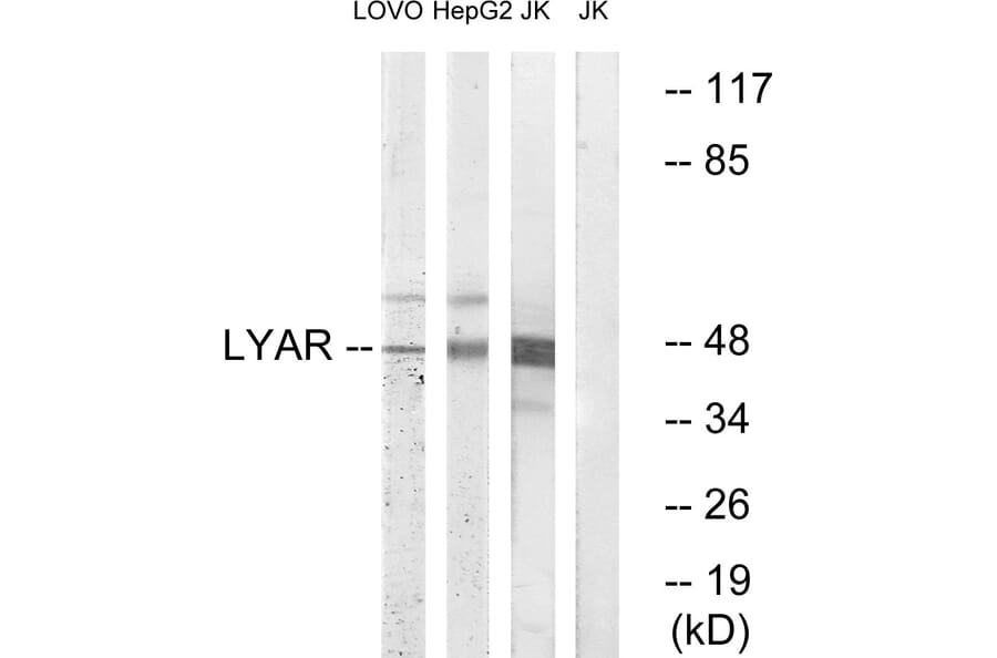 Western Blot - Anti-LYAR Antibody (C15030) - Antibodies.com