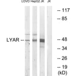 Western Blot - Anti-LYAR Antibody (C15030) - Antibodies.com