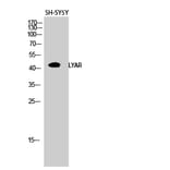 Western Blot - Anti-LYAR Antibody (C15030) - Antibodies.com