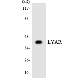 Western Blot - Anti-LYAR Antibody (R12-2980) - Antibodies.com