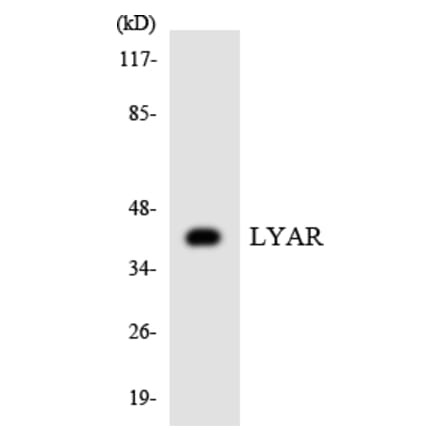 Western Blot - Anti-LYAR Antibody (R12-2980) - Antibodies.com