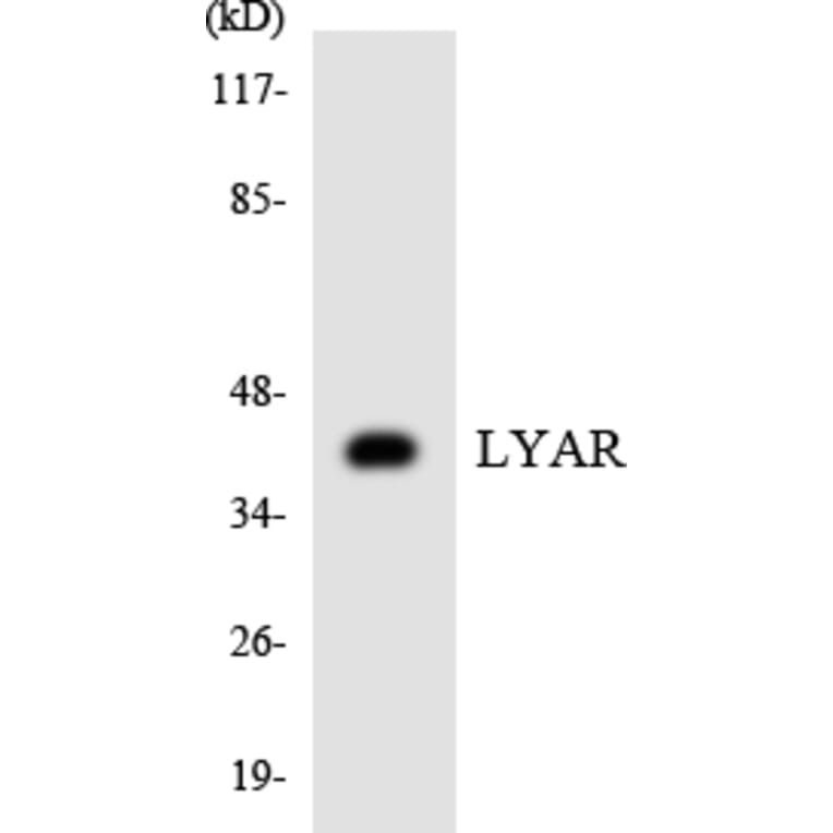 Western Blot - Anti-LYAR Antibody (R12-2980) - Antibodies.com