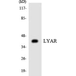 Western Blot - Anti-LYAR Antibody (R12-2980) - Antibodies.com