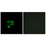 Immunofluorescence - Anti-LY6E Antibody (C16522) - Antibodies.com