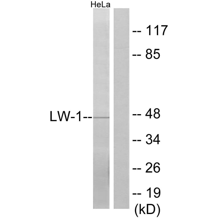 Western Blot - Anti-LW-1 Antibody (C11810) - Antibodies.com