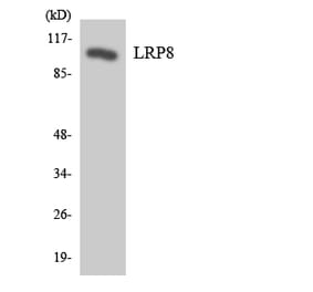 Western Blot - Anti-LRP8 Antibody (R12-2977) - Antibodies.com