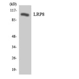 Western Blot - Anti-LRP8 Antibody (R12-2977) - Antibodies.com
