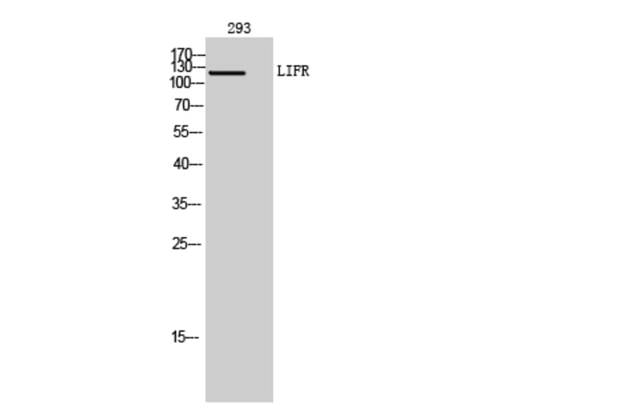 Western Blot - Anti-LIFR Antibody (C30420) - Antibodies.com