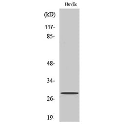 Western Blot - Anti-LFA3 Antibody (C16524) - Antibodies.com