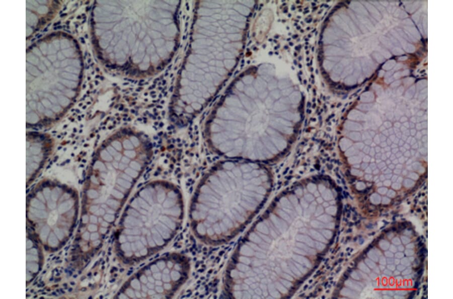 Immunohistochemistry - Anti-LCN1 Antibody (C30247) - Antibodies.com