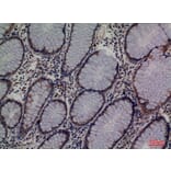 Immunohistochemistry - Anti-LCN1 Antibody (C30247) - Antibodies.com