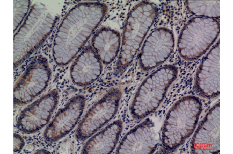 Immunohistochemistry - Anti-LCN1 Antibody (C30247) - Antibodies.com