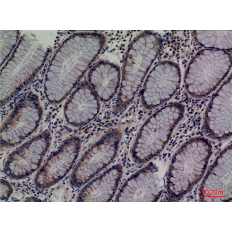 Immunohistochemistry - Anti-LCN1 Antibody (C30247) - Antibodies.com