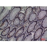 Immunohistochemistry - Anti-LCN1 Antibody (C30247) - Antibodies.com