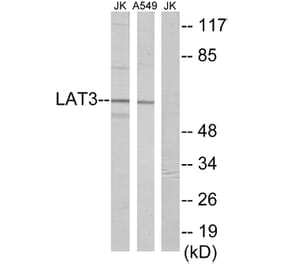 Western Blot - Anti-LAT3 Antibody (C10170) - Antibodies.com