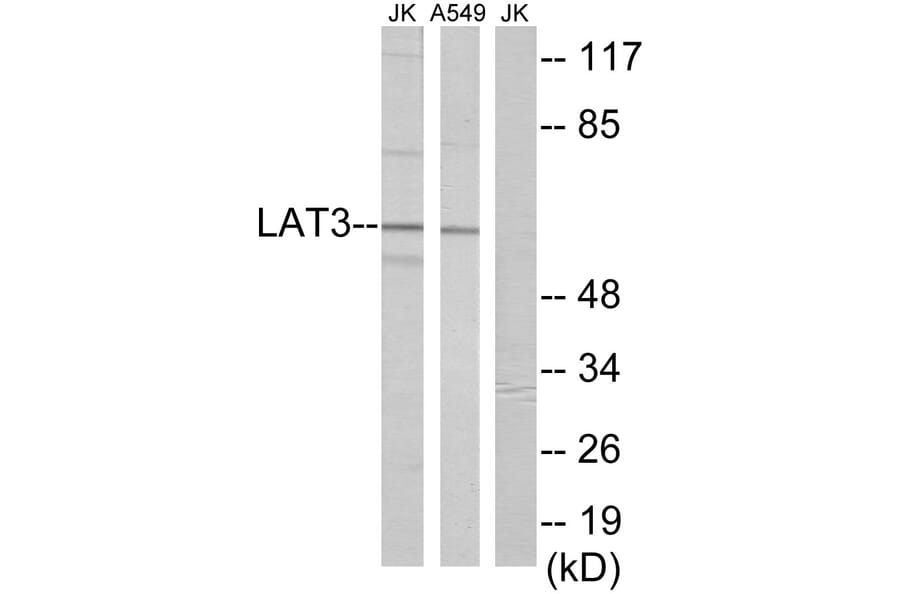 Western Blot - Anti-LAT3 Antibody (C10170) - Antibodies.com