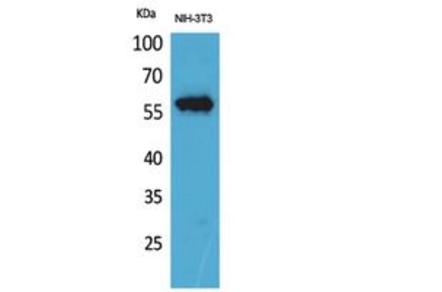 Western Blot - Anti-LAG3 Antibody (C30549) - Antibodies.com