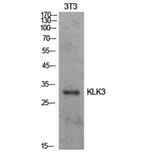 Western Blot - Anti-KLK3 Antibody (C30074) - Antibodies.com