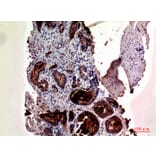 Immunohistochemistry - Anti-KLK3 Antibody (C30074) - Antibodies.com