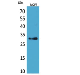 Western Blot - Anti-KLK1 Antibody (C30238) - Antibodies.com