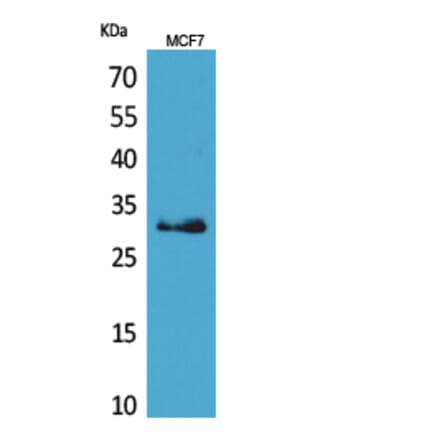 Western Blot - Anti-KLK1 Antibody (C30238) - Antibodies.com