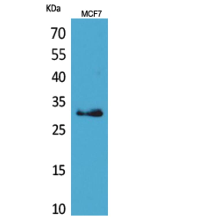 Western Blot - Anti-KLK1 Antibody (C30238) - Antibodies.com
