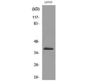 Western Blot - Anti-KLF1 Antibody (D12138N) - Antibodies.com