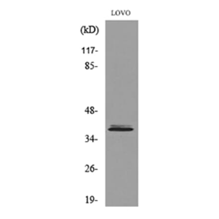Western Blot - Anti-KLF1 Antibody (D12138N) - Antibodies.com