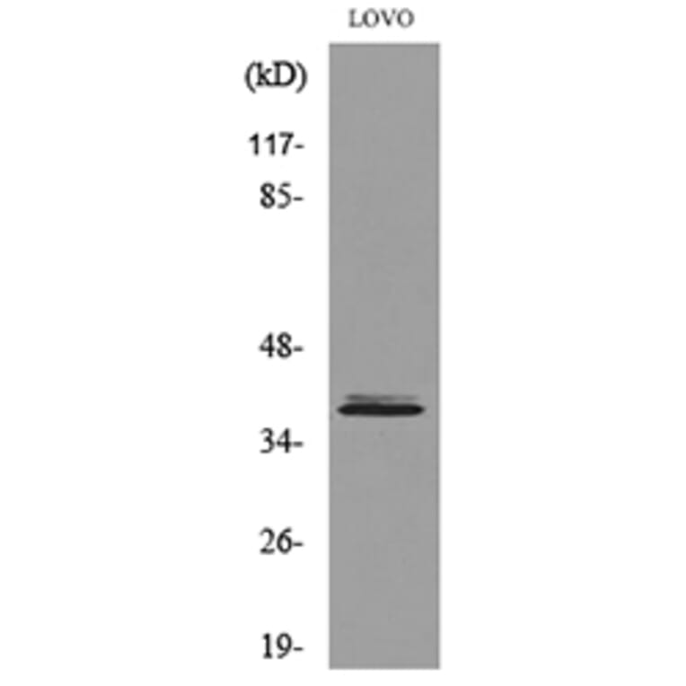 Western Blot - Anti-KLF1 Antibody (D12138N) - Antibodies.com