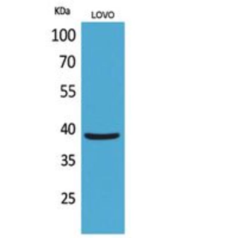 Western Blot - Anti-KLF1 Antibody (D12138N) - Antibodies.com