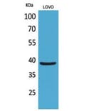 Western Blot - Anti-KLF1 Antibody (D12138N) - Antibodies.com