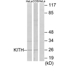 Western Blot - Anti-KITH Antibody (C10270) - Antibodies.com
