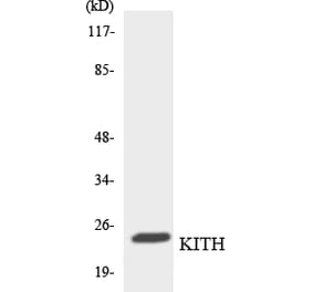 Western Blot - Anti-KITH Antibody (R12-2954) - Antibodies.com