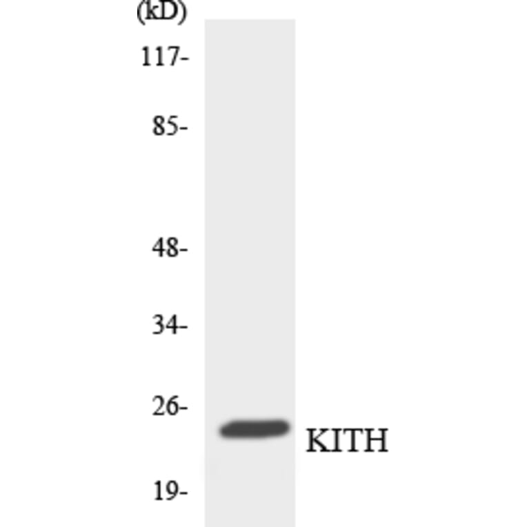 Western Blot - Anti-KITH Antibody (R12-2954) - Antibodies.com