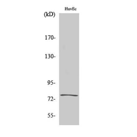 Western Blot - Anti-KAL1 Antibody (C14510) - Antibodies.com