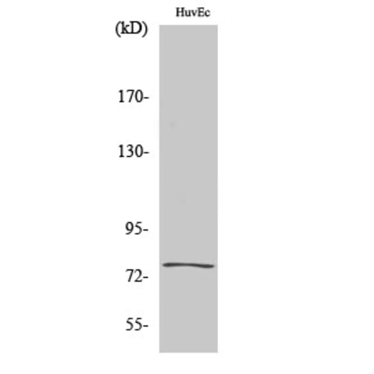 Western Blot - Anti-KAL1 Antibody (C14510) - Antibodies.com