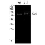 Western Blot - Anti-IL9R Antibody (C30427) - Antibodies.com