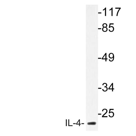 Western Blot - Anti-IL-4 Antibody (R12-2210) - Antibodies.com