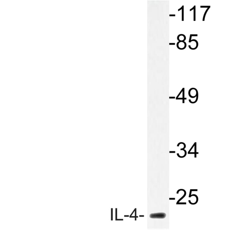 Western Blot - Anti-IL-4 Antibody (R12-2210) - Antibodies.com