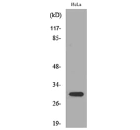 Western Blot - Anti-IL33 Antibody (C30713) - Antibodies.com