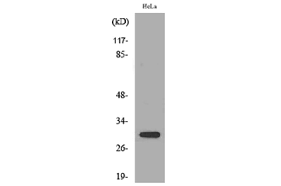 Western Blot - Anti-IL33 Antibody (C30713) - Antibodies.com