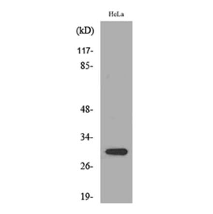 Western Blot - Anti-IL33 Antibody (C30713) - Antibodies.com