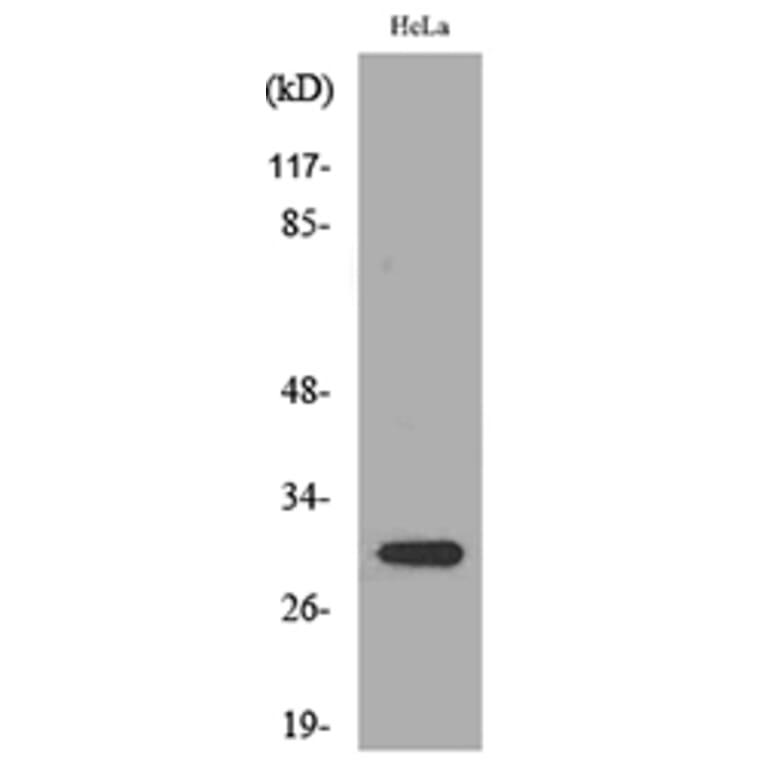 Western Blot - Anti-IL33 Antibody (C30713) - Antibodies.com