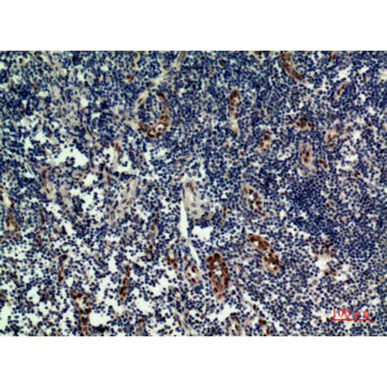 Immunohistochemistry - Anti-IL33 Antibody (C30713) - Antibodies.com