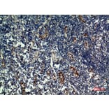 Immunohistochemistry - Anti-IL33 Antibody (C30713) - Antibodies.com