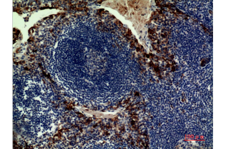 Immunohistochemistry - Anti-IL33 Antibody (C30713) - Antibodies.com