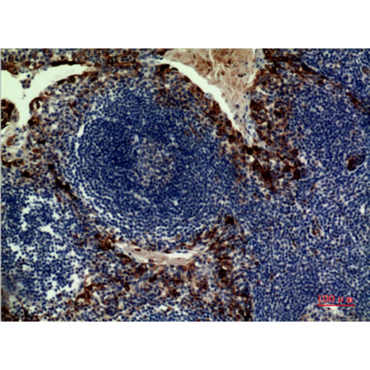 Immunohistochemistry - Anti-IL33 Antibody (C30713) - Antibodies.com
