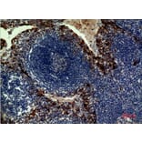 Immunohistochemistry - Anti-IL33 Antibody (C30713) - Antibodies.com