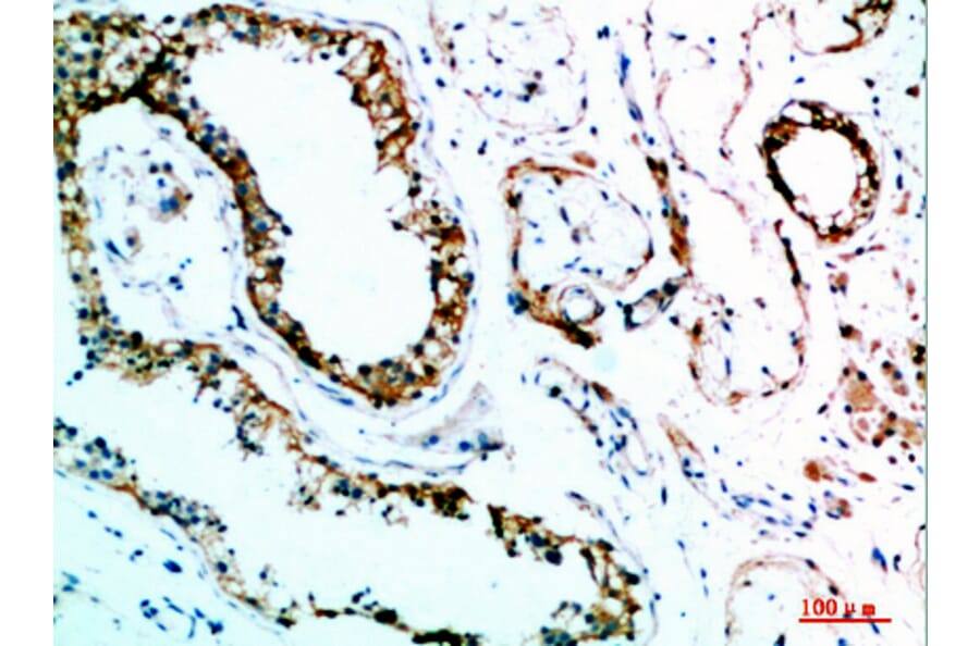 Immunohistochemistry - Anti-IL31 Antibody (C30674) - Antibodies.com
