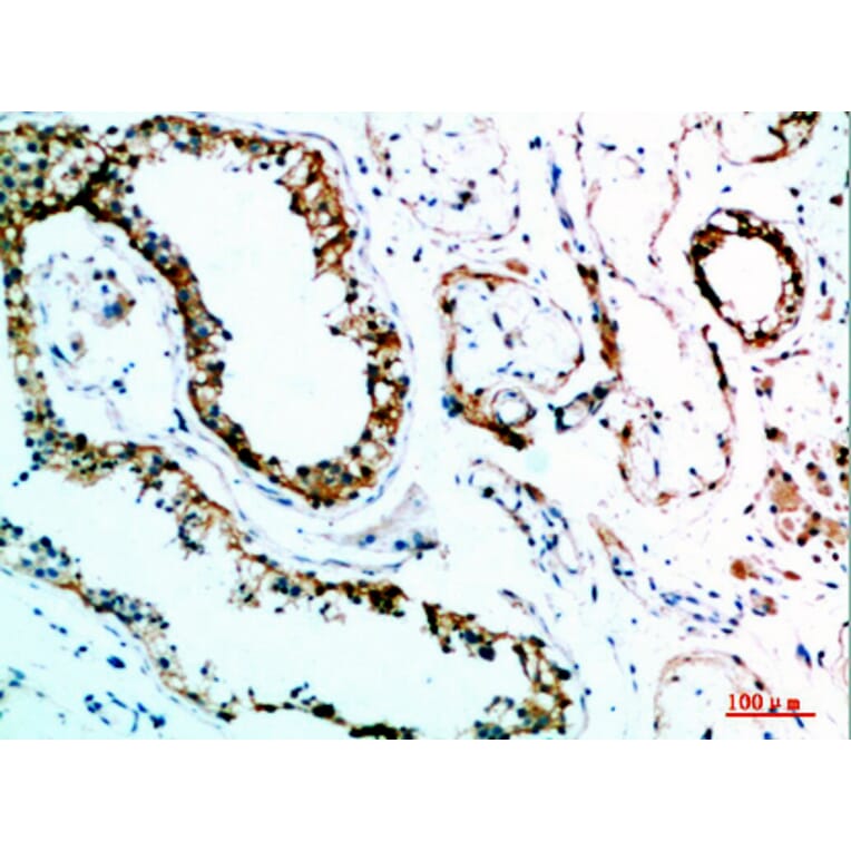 Immunohistochemistry - Anti-IL31 Antibody (C30674) - Antibodies.com